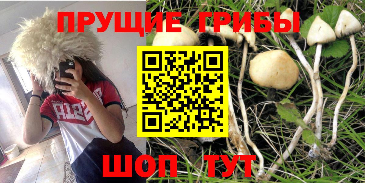 Псилоцибиновые грибы Psilocybe  где продают наркотики  Вход с VPN  Муравленко  Галлюциногенные грибы GOLDEN TEACHER 
